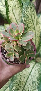 Aeonium kiwi pote 11