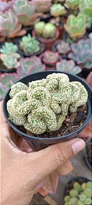 Cacto cérebro pote 11