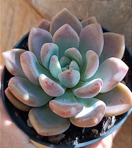Graptoveria "Opalina" pote 11