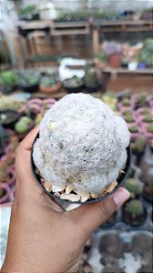 Cacto Mammillaria Plumosa pt09