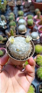 Cacto Mammillaria Plumosa pt06