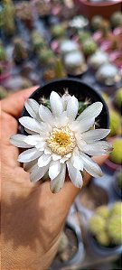 Cacto Gymnocalycium mihanovichii pt06