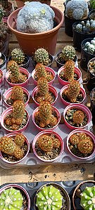 Cacto Mammillaria pt06