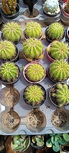Cacto bola pt06