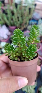 Sedum red berry pt06