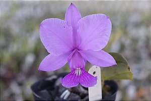 Cattleya walkeriana suavissima