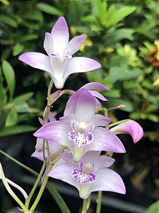 Dendrobium kingianum tipo
