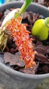 Bulbophyllum crassipes