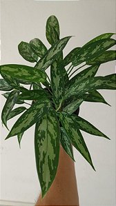 Aglaonema - Café de Salão