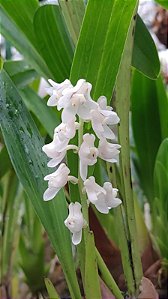 Eria hyacianthoides