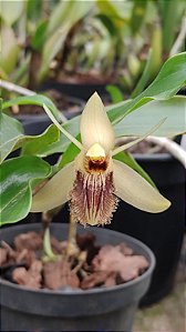 Coelogyne ovalis