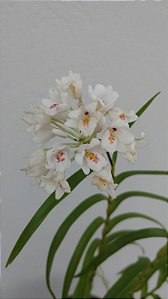 Neobenthamia gracilis