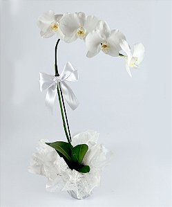 Vaso de orquidea Faleanopoles cachepo
