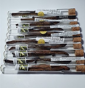 Fava de Vanilla Bahiana- Vale do Torto