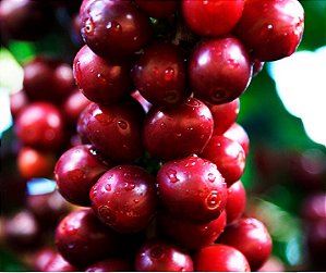 Café Especial Bourbon Vermelho 250gr African Bed e Secagem lenta na sombra