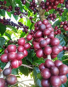 Café Especial Bourbon Vermelho 500gr Cítrico e Doce em grãos