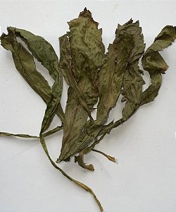 Chicória Desidratada 8g