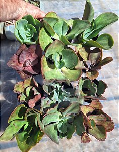 KIT Com 12 - Muda de Suculenta GIBBIFLORA corte s/raizes no tamanho de vaso 11.