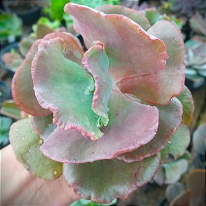 Kavaradossi - Suculenta Gibbiflora para jardim