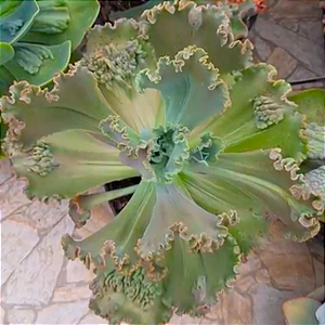 Kavaradossi - Suculenta Gibbiflora para jardim