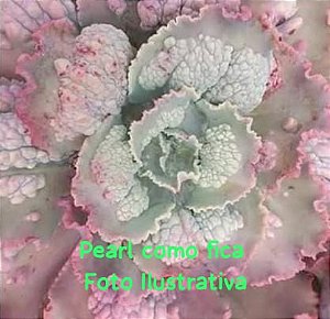 Pearl- Muda de Suculenta GIBBIFLORA no tamanho de vaso 11.