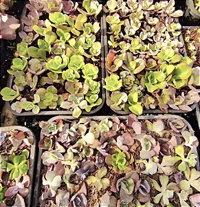 KIT- MUDAS DE GIBBIFLORAS PEQUENAS SORTIDAS VASO 07.