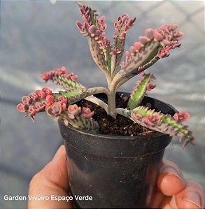 Pink Butterfly - Mini arvoreta - Muda de Suculenta no tamanho de vaso 06.