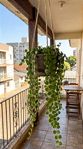 Colar de Azeitonas - Muda de Suculenta no tamanho de vaso 09.