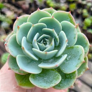 Echeveria Secunda - Suculenta Compacta