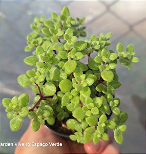 Crassula Expansa fragilis - Muda de Suculenta no tamanho de vaso 06.