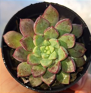 Echeveria Subcorimbosa - Muda de Suculenta no tamanho de vaso 06.