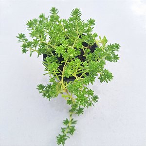 Sedum ouro verde - Muda de Suculenta no tamanho de vaso 06.