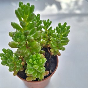 Sedum Redi Berry - Muda de Suculenta no tamanho de vaso 06.