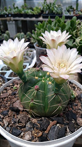 Cacto Flor Rosa Muda de Suculenta no tamanho de vaso 11.