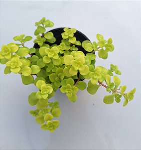 Sedum Amarelo - Muda de Suculenta no tamanho de vaso 06.