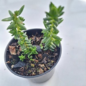 Viladea - Muda de Suculenta no tamanho de vaso 06.