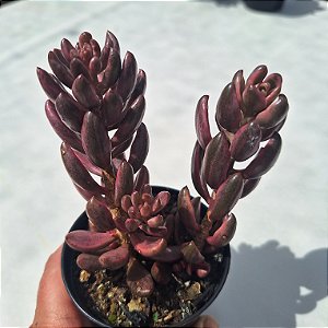 Lenophyllum Variegata- Muda de Suculenta COMPACTA no tamanho de vaso 09.