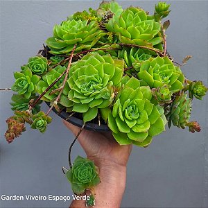 GRAPTOVÉRIA JADEITA - Planta Suculenta para Jardim