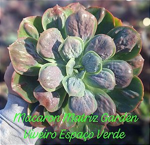 MACARON- Planta Suculenta Gibbiflora para Jardim