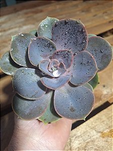 Perle - Muda de Suculenta COMPACTA no tamanho de vaso 09.