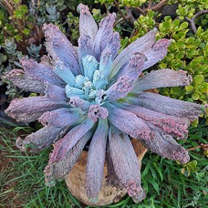 LÍNGUAS- Planta Suculenta Gibbiflora para Jardim