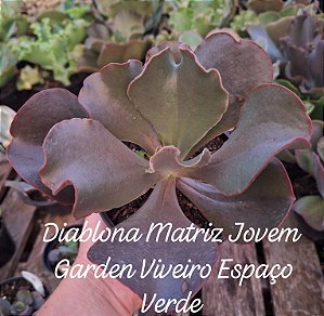 DIABLONA