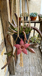 ORBEA- Planta Suculenta para Jardim