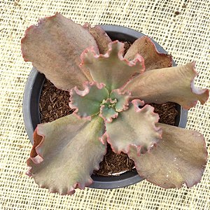 CAMPFIRE - Suculenta Gibbiflora