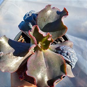 THANOS - Suculenta Gibbiflora