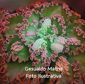 GESUALDO- Planta Suculenta Gibbiflora para Jardim