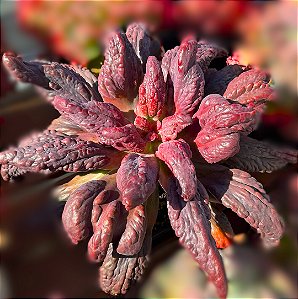 LILAC SNOW- Planta Suculenta Gibbiflora para Jardim