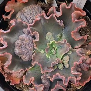 BUXTHEIDE- Planta Suculenta Gibbiflora para Jardim