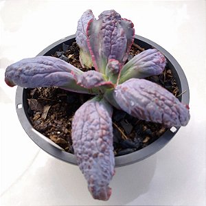 B003 - Suculenta Gibbiflora