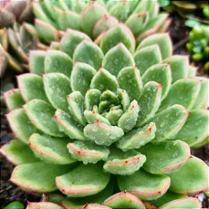 CREMERIA SEROSE- Planta Suculenta para Jardim